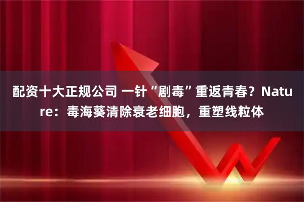 配资十大正规公司 一针“剧毒”重返青春？Nature：毒海葵清除衰老细胞，重塑线粒体